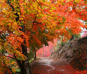 秋アレルギー性鼻炎 紅葉狩り