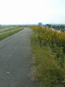 秋アレルギー性鼻炎 ブタクサほか