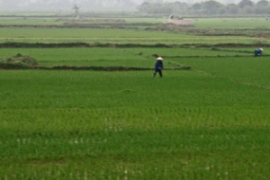 ささくれ、逆剥け、親不孝由来