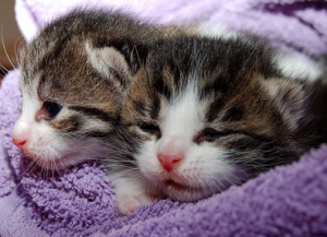 うつ伏せで寝るのは体にいい