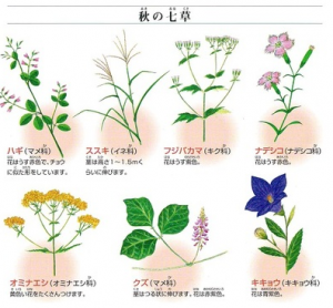 秋、七草