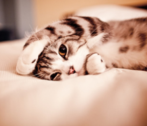 ぎっくり腰,前兆,期間,寝起き