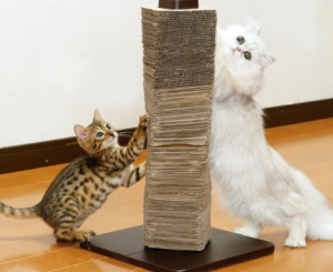 ぎっくり腰,前兆,期間,ストレス発散