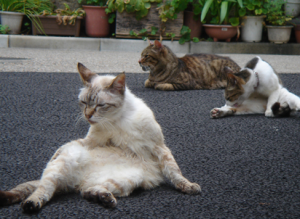 ウイルス性胃腸炎,夏風邪,夏バテ