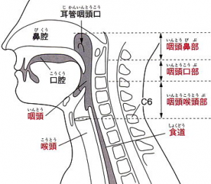 咽頭炎,長引く,何科,症状,うつる,炎症