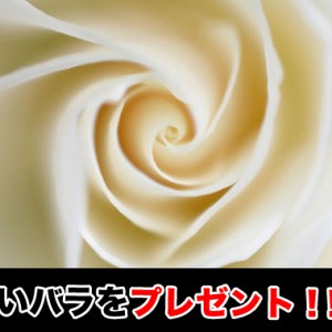父の日の時期は?その由来について母の日 同様に花をプレゼント?