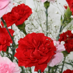 母の日 花やカーネーションで決まり。でもなぜ?人気のあるプレゼントは?