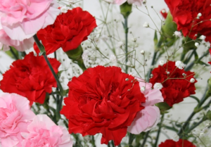 母の日 花やカーネーションで決まり。でもなぜ？人気のあるプレゼントは？