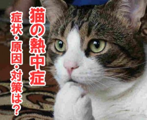 猫にもある！熱中症の症状や原因そして対策は？