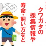 カブトムシやクワガタを同じケースに入れ飼っても大丈夫?採集する人におすすめ情報|寿命や時期など
