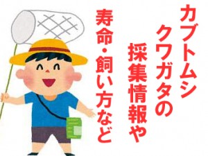 カブトムシやクワガタを同じケースに入れ飼っても大丈夫？採集する人におすすめ情報｜寿命や時期など