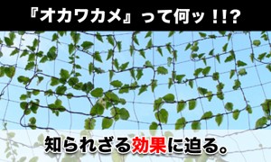 オカワカメって何？栄養・病気予防に効果アリ｜手軽なレシピ・食べ方など