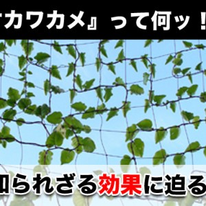 オカワカメって何？栄養・病気予防に効果アリ｜手軽なレシピ・食べ方など