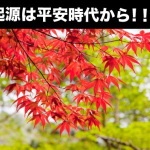 紅葉(もみじ)狩りと紅葉(こうよう)って何が違う?意味や花言葉など