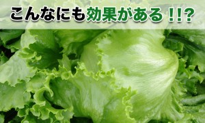 レタスに隠されたイガイな効果・効能はコレ！肌荒れ、睡眠、癌（がん）にもッ？