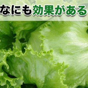 レタスに隠されたイガイな効果・効能はコレ!肌荒れ、睡眠、癌(がん)にもッ?