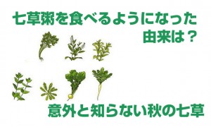 七草粥の由来と意外と知らない秋の七草！