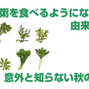 七草粥の由来と意外と知らない秋の七草!